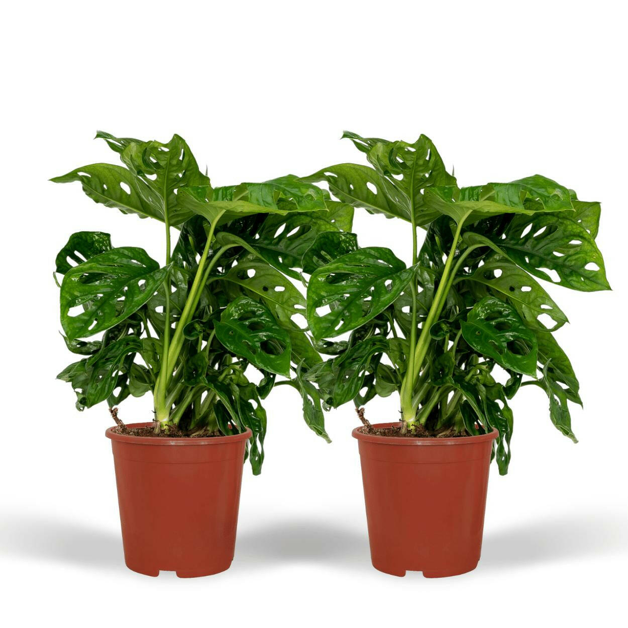 Monstera Monkey Leaf Set - Gatenplant in Pot Ø12cm - Hoogte 30cm (2x) | Sierplantenshop 