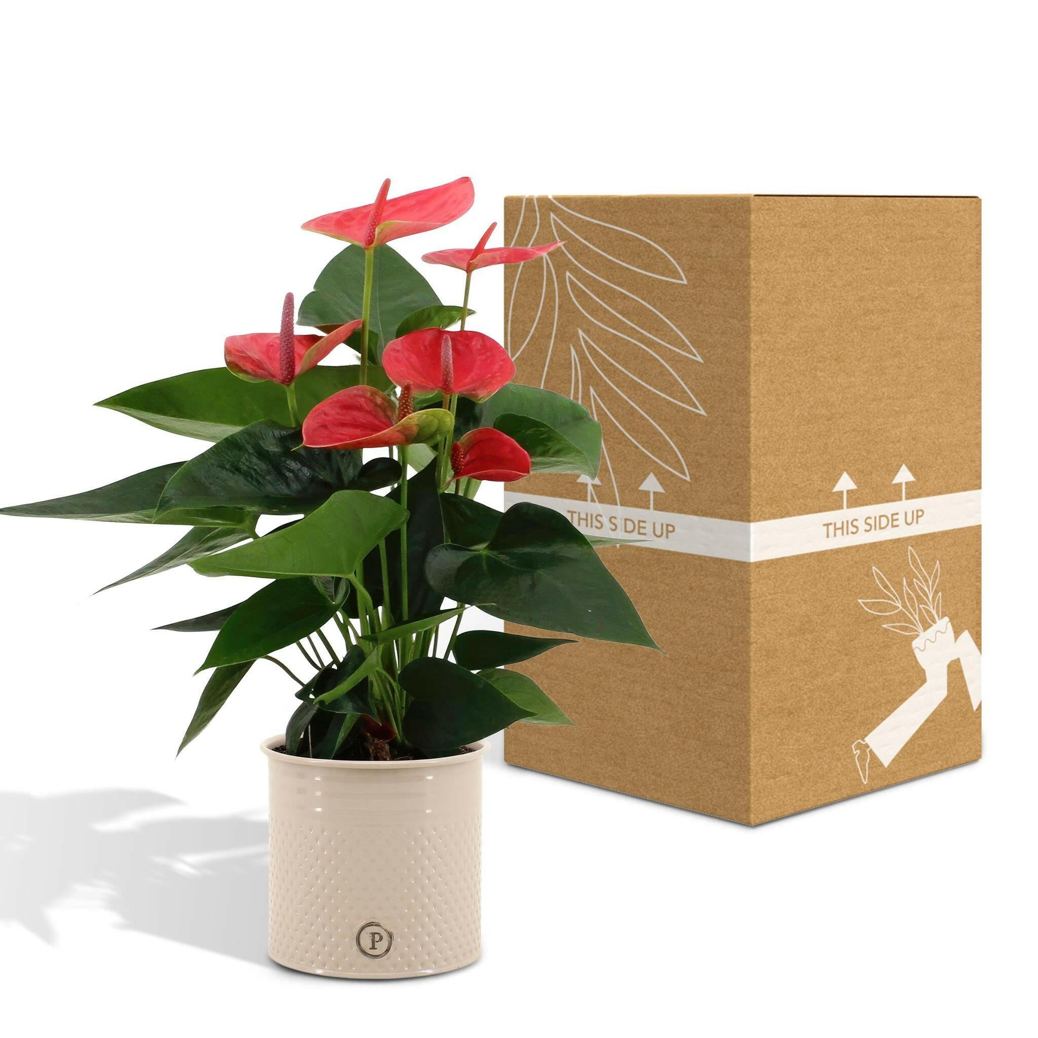 Anthurium andreanum Sweet Dream met stijlvolle PURE zink pot - 45cm - Ø12 Sierplantenshop .