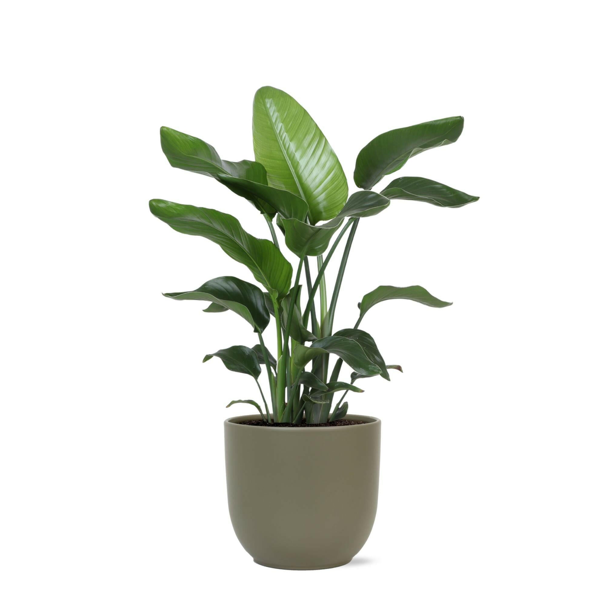 Strelitzia Nicolai - Tropische Plezier in Boule OLIJF Pot - Ø21cm - ↕80cm | Sierplantenshop 