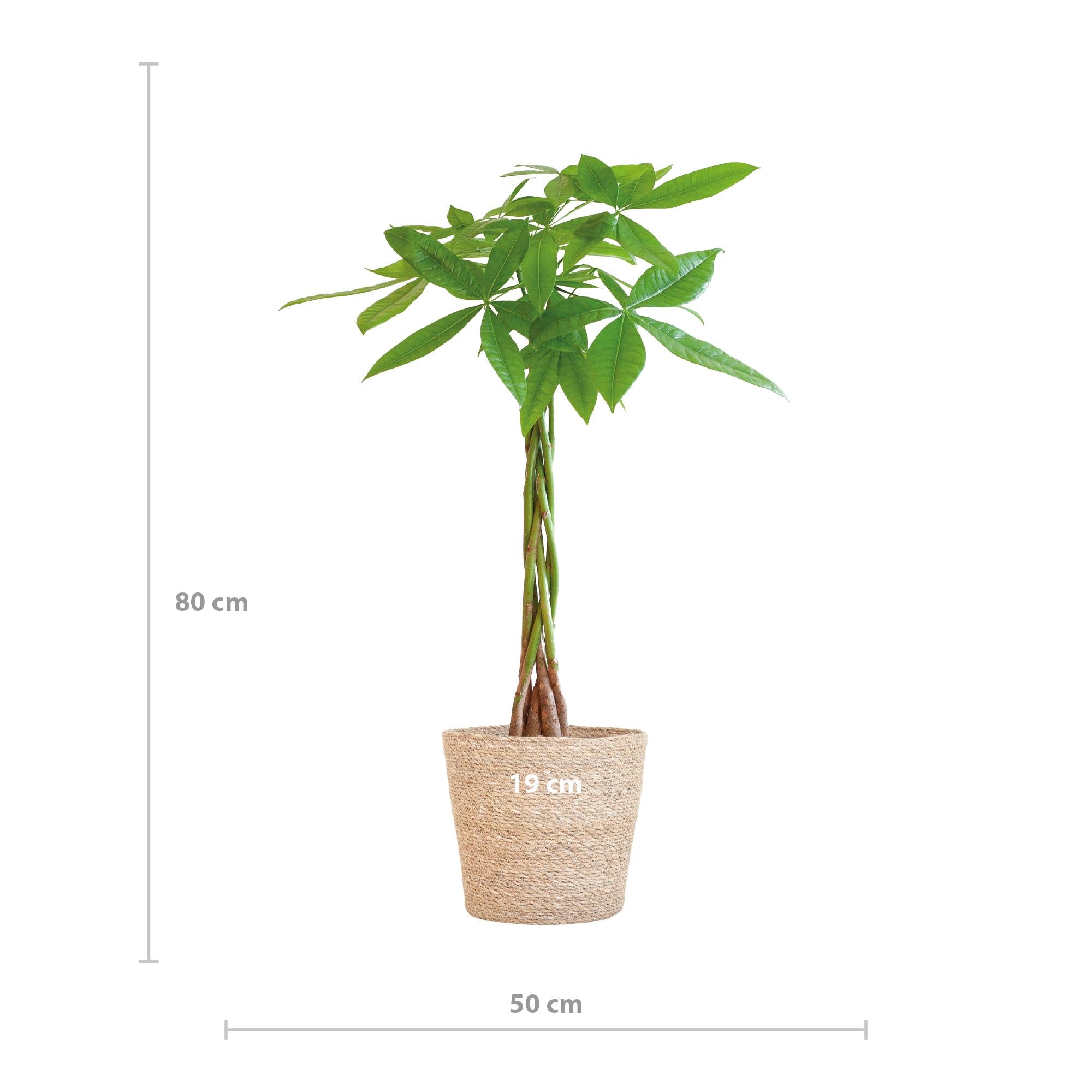 Pachira Aquatica met Sofia mand naturel - 80cm - Ø21 | Sierplantenshop 