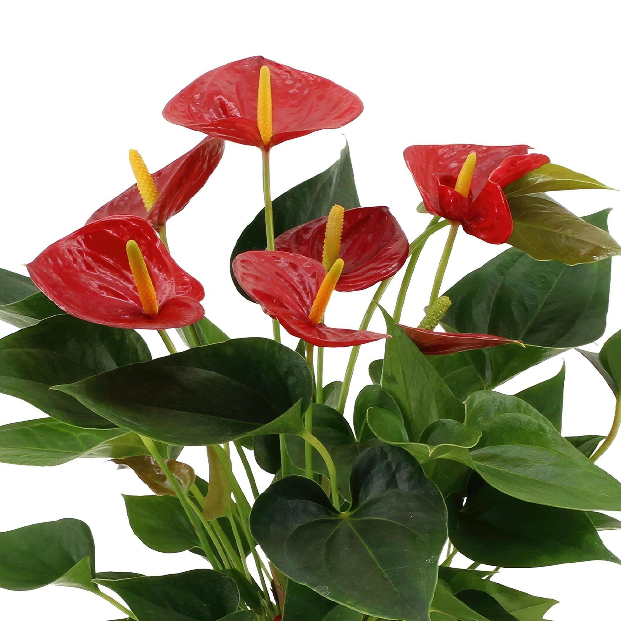 Anthurium Andreanum Diamant Rode Bloem met PURE Zinken Pot - 45 cm - Ø12 Sierplantenshop .