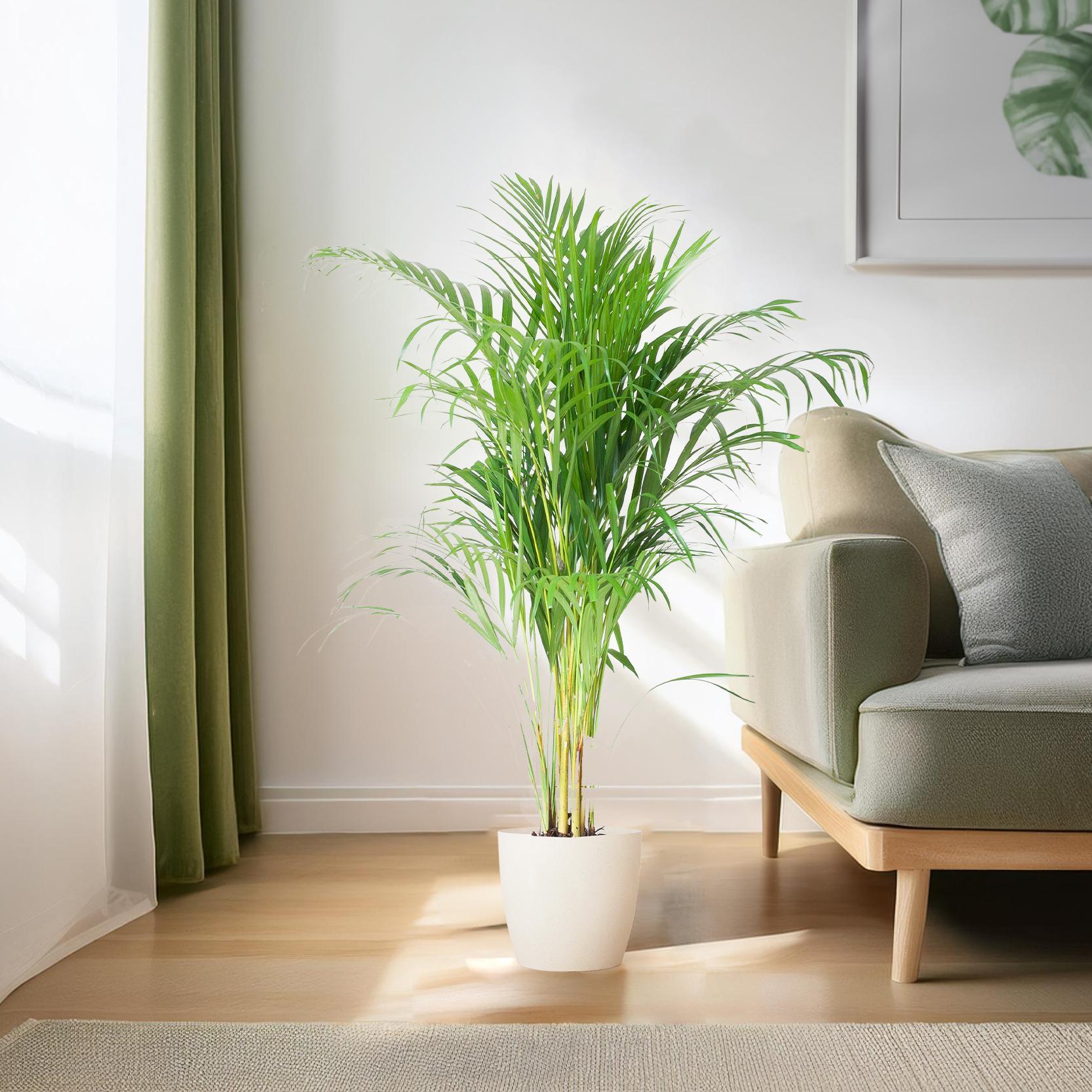 Areca Palm (Dypsis) met Viber wit - 100cm - Ø21.