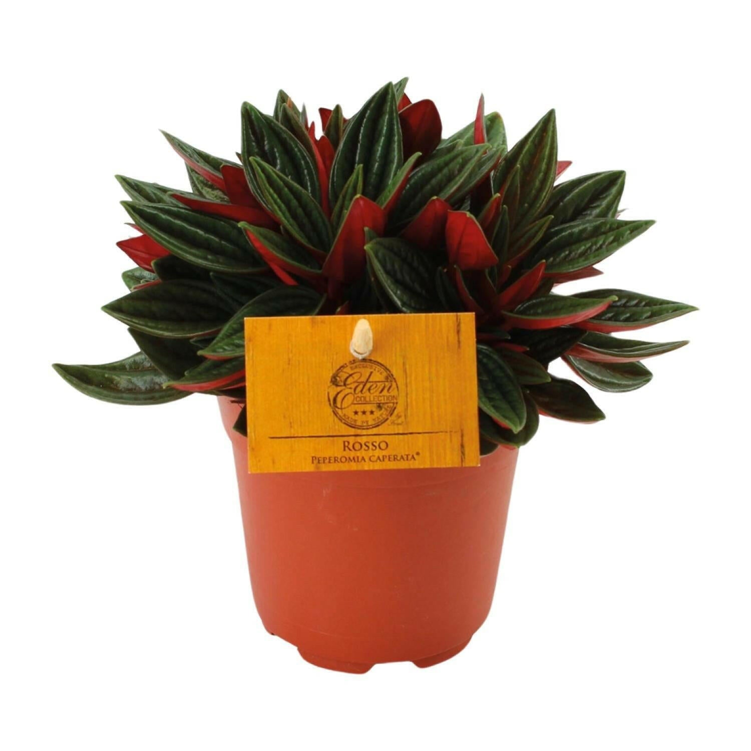 Peperomia Caperata Rosso - Compacte Kamerplant - Ø11cm - ↕15cm | Sierplantenshop 