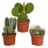 Cactusmix Set van 3 Unieke Cactussen - 10,5 cm Diameter - Zonder Pot Sierplantenshop .