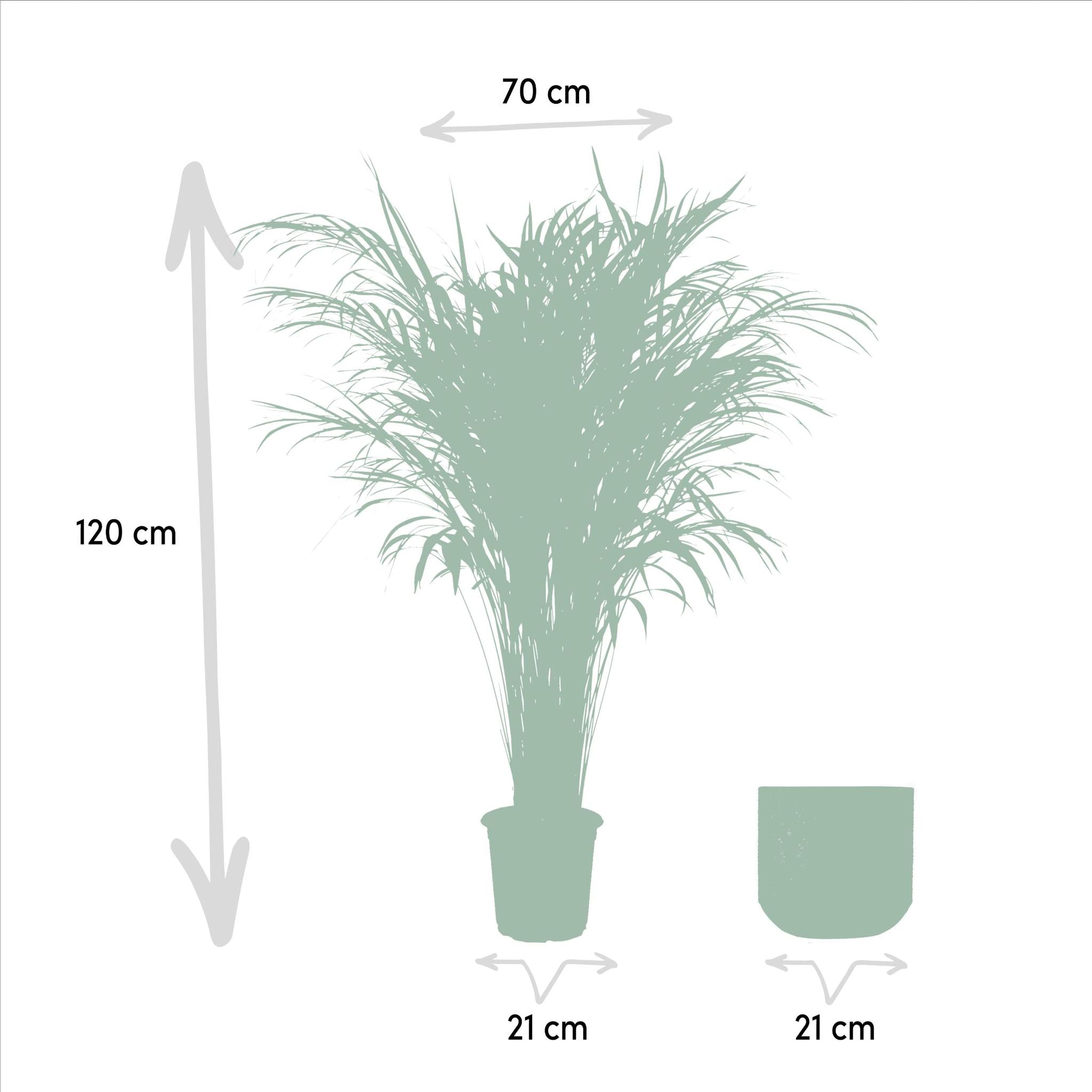 Areca palm Areca palm met pot - ↨110cm - Ø21cm