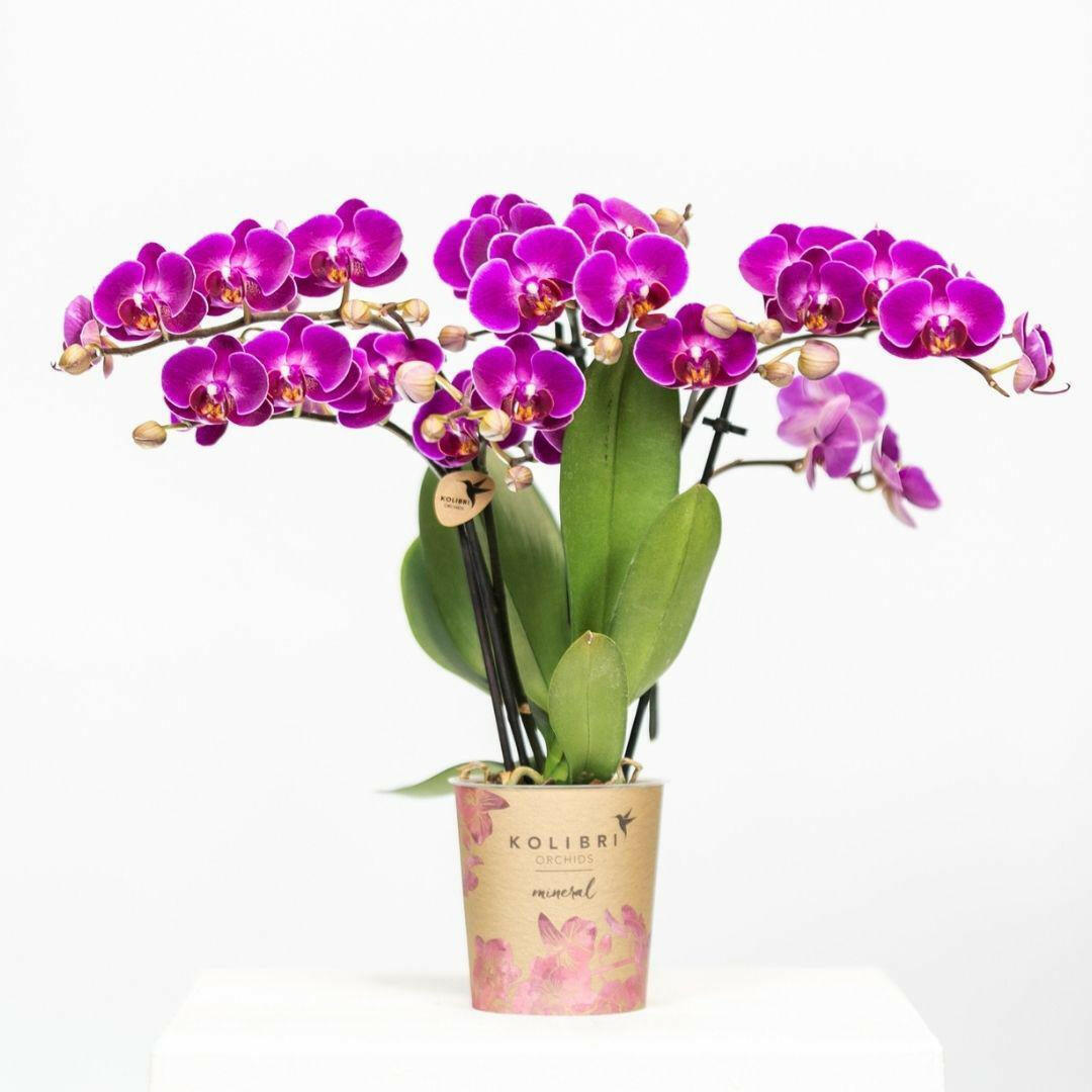 Paarse Phalaenopsis Orchidee - Morelia | Bloeiende Kamerplant in Potmaat Ø9cm -↕35cm - Vers van de Kweker | Sierplantenshop 