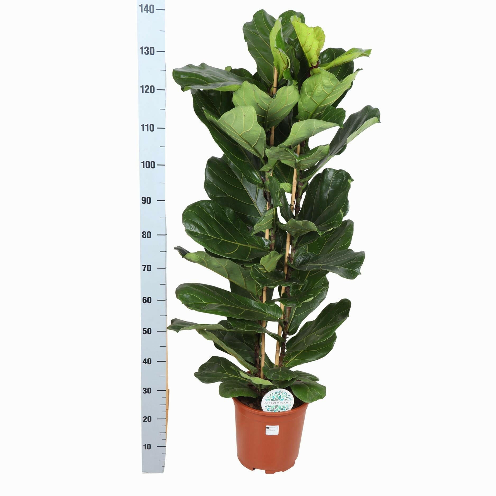 Ficus Lyrata - Ø27cm - ↕140cm  in Albury BLACK print mand