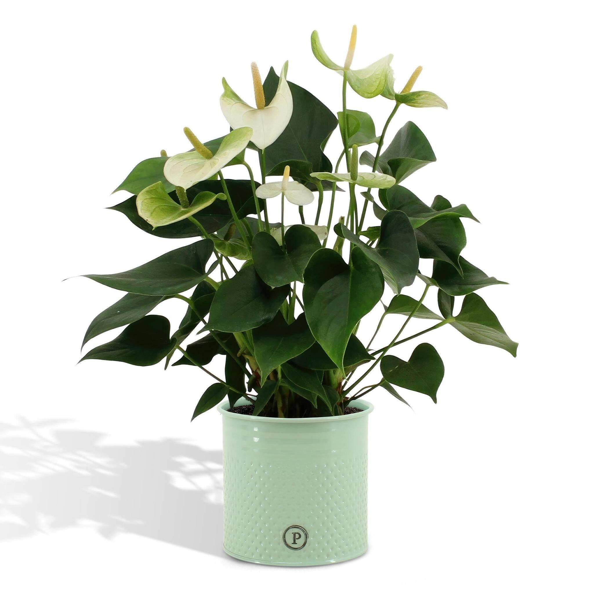 Anthurium Namora met PURE Zink Mand - 45 cm - Ø12 Sierplantenshop .