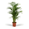 Areca palm  - Ø19cm - ↕85cm