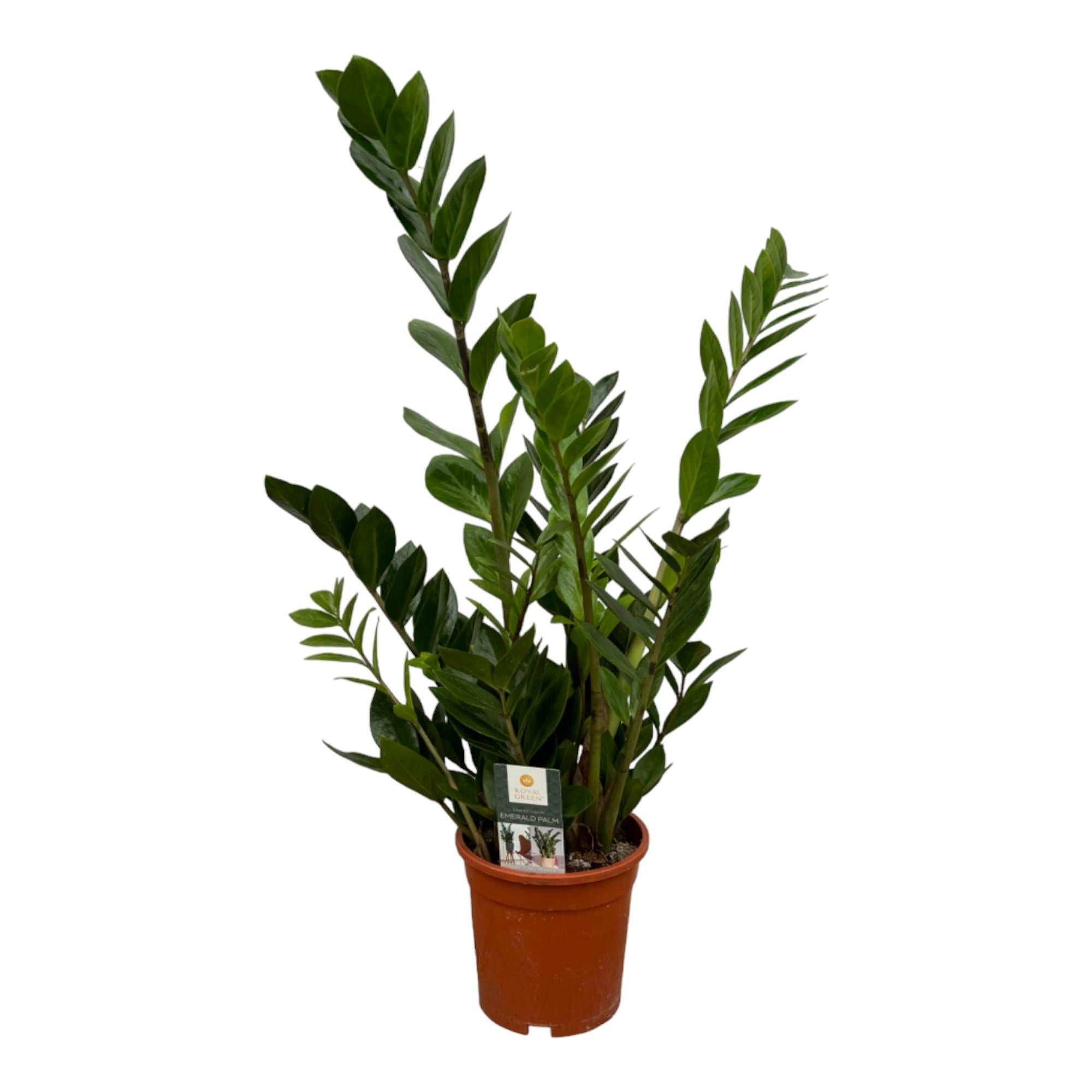 Zamioculcas - 75 cm - Ø17cm.