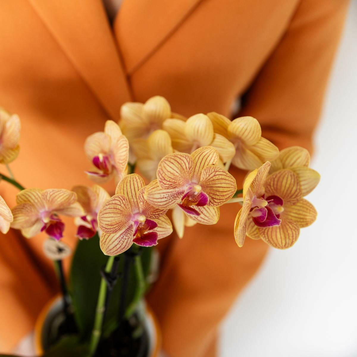 Phalaenopsis  Oranje met Geschilderde Streep Pot - Ø9cm -↕35cm  Bloeiende Kamerplant - Vers van de Kweker | Sierplantenshop 