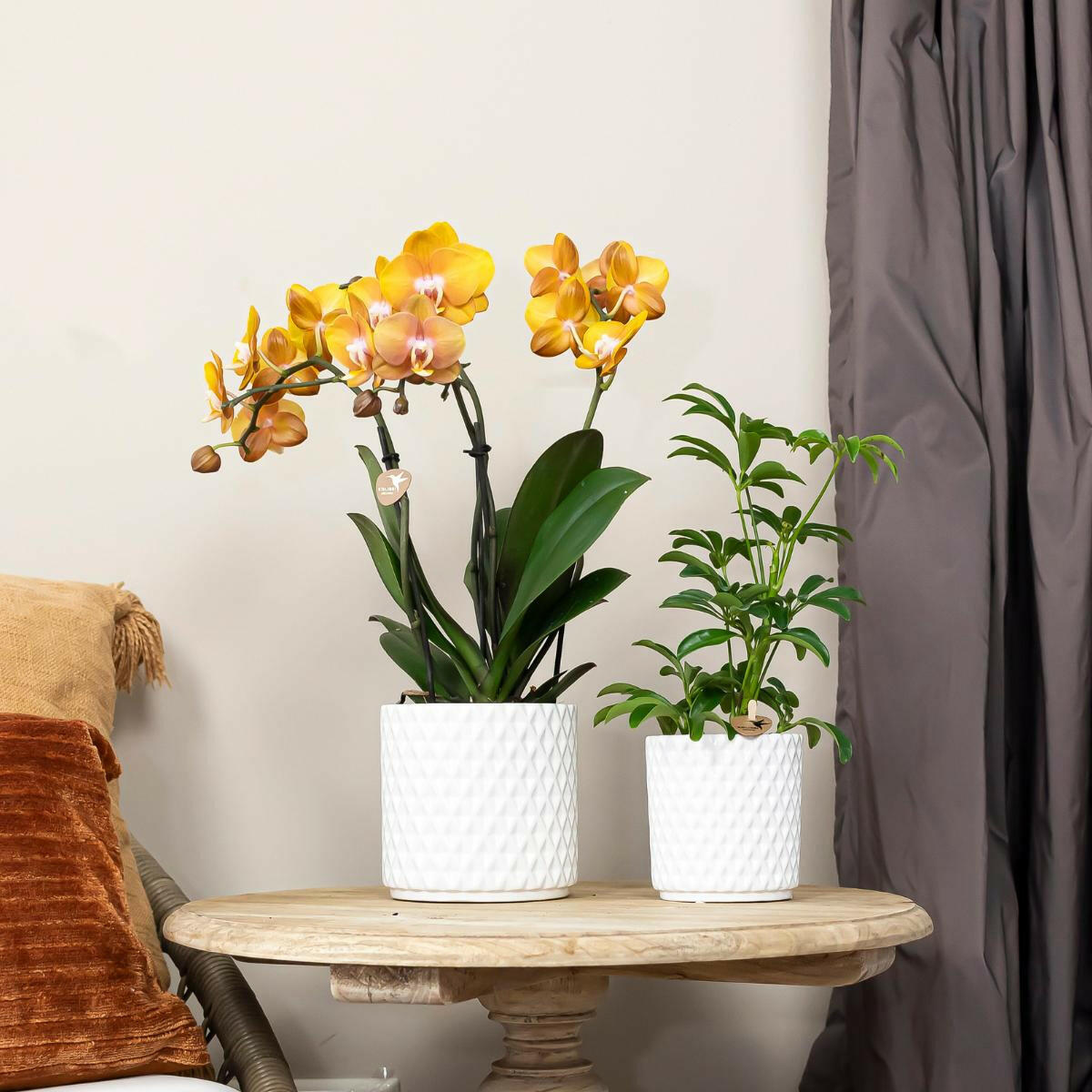 Phalaenopsis  COMBI DEAL - Set van 2  Orchideeën - Las Vegas - Ø12cm Potmaat | Bloeiende Kamerplanten - Vers van de Kweker | Sierplantenshop 