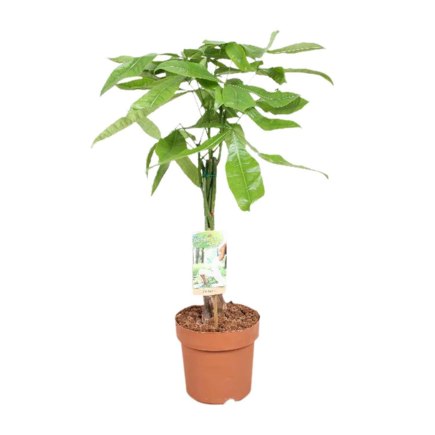 Pachira Aquatica - Geldboom - Ø17cm - Hoogte 60cm - Luchtzuiverend en Decoratief | Sierplantenshop 