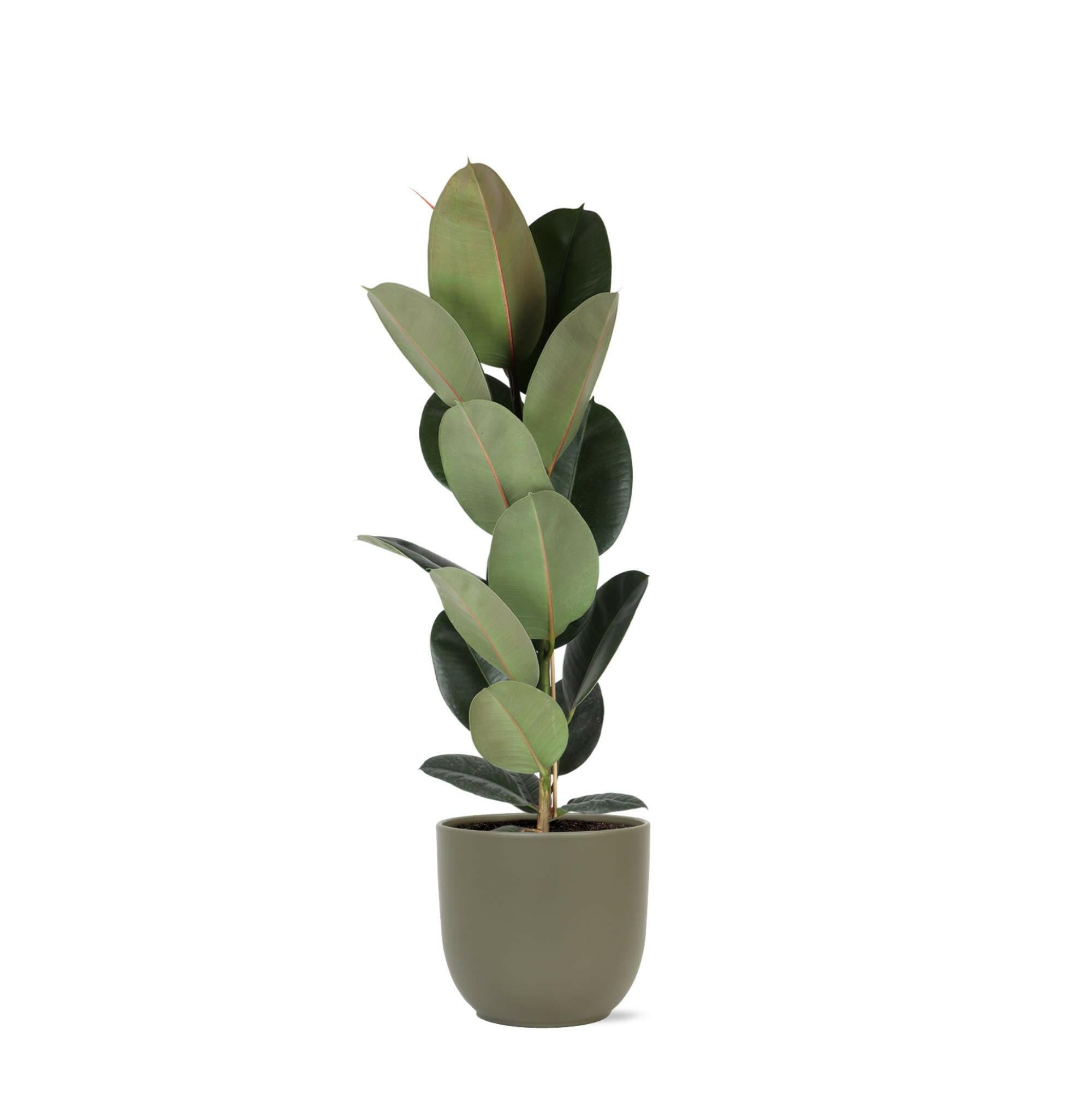 Ficus Elastica Robusta - Ø21cm - ↕90cm in Elegante OLIJF Pot Sierplantenshop .