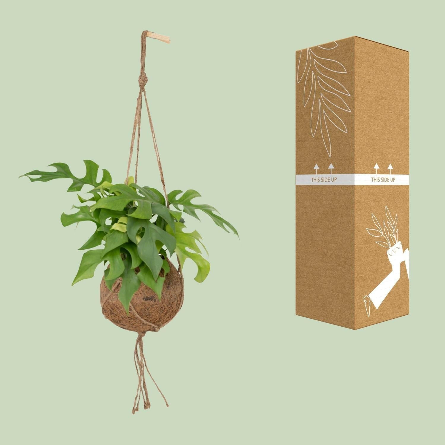 Hangende Kokodama Monstera Minima - Gatenplant - 25cm - Ø15 - Ideale Interieurdecoratie | Sierplantenshop 