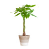 Pachira Aquatica met Mand Lissabon wit - 80cm - Ø21 | Sierplantenshop 