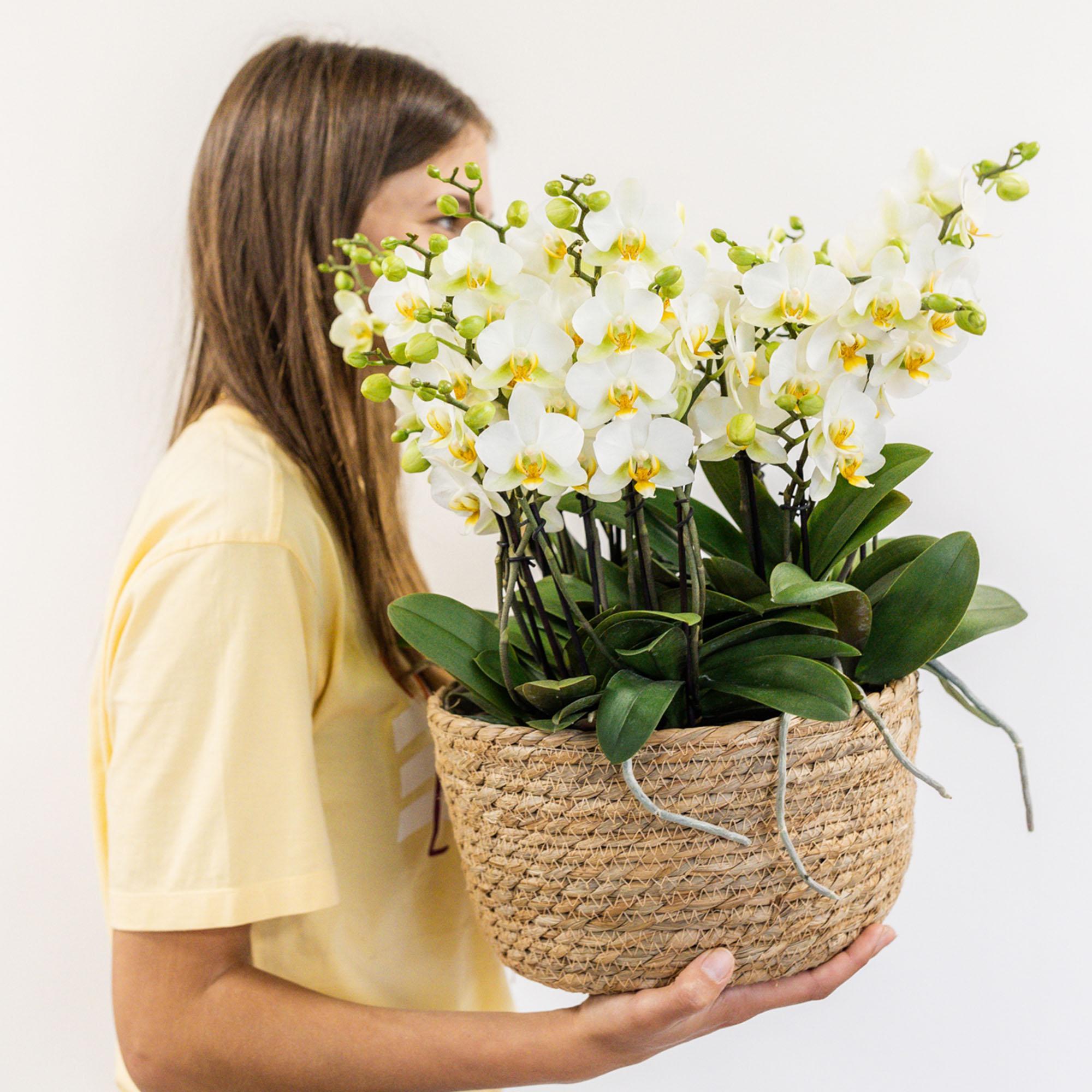 Witte phalaenopsis orchidee - Lausanne - potmaat Ø9cm witte plantenset in Reed Basket incl. waterreservoir | drie witte orchideeën Lausanne 9cm en drie groene planten