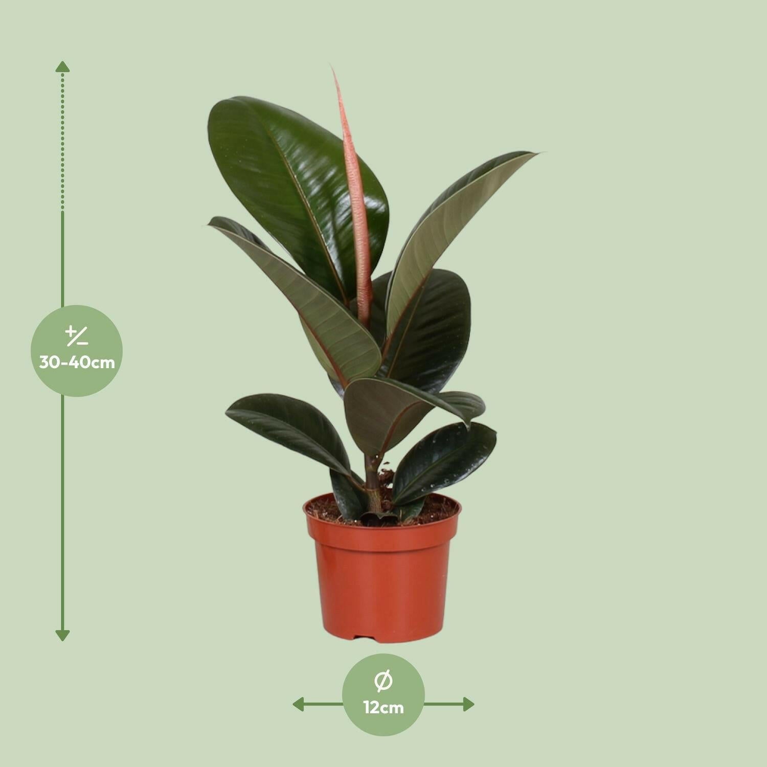 Rubberplant Ficus Elastica Robusta - Ø12cm - ↕35cm | Sierplantenshop 