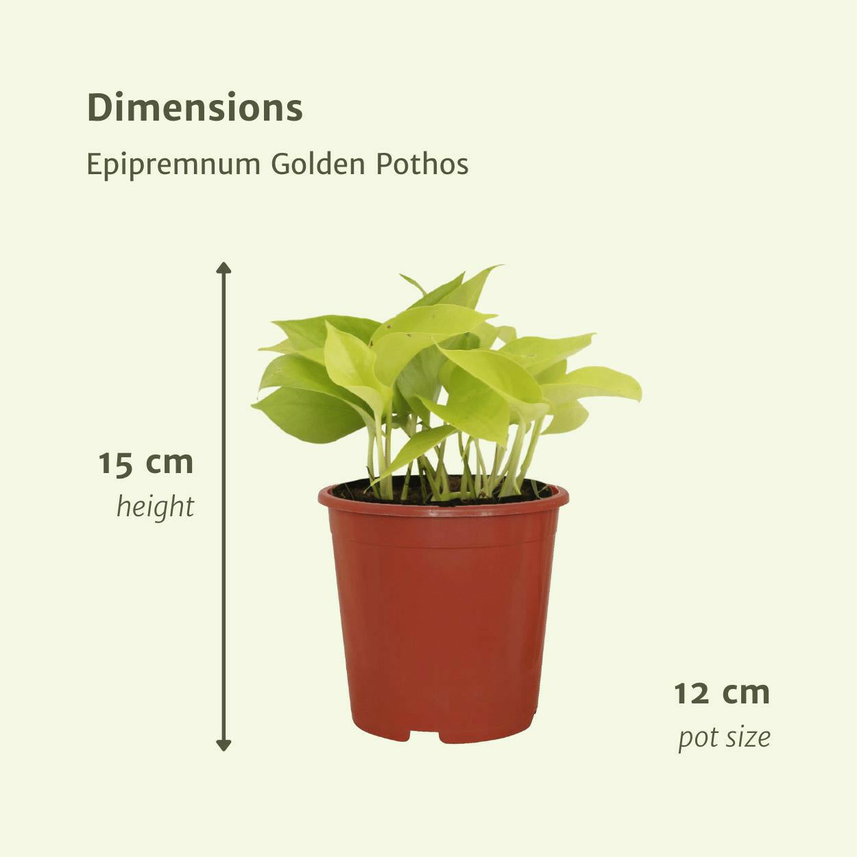 Epipremnum Golden Pothos (Scindapsus) - 4 stuks - Ø12cm - ↕15cm