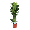 Vioolbladplant - Ficus Lyrata - Ø21cm - Hoogte 90cm Sierplantenshop .