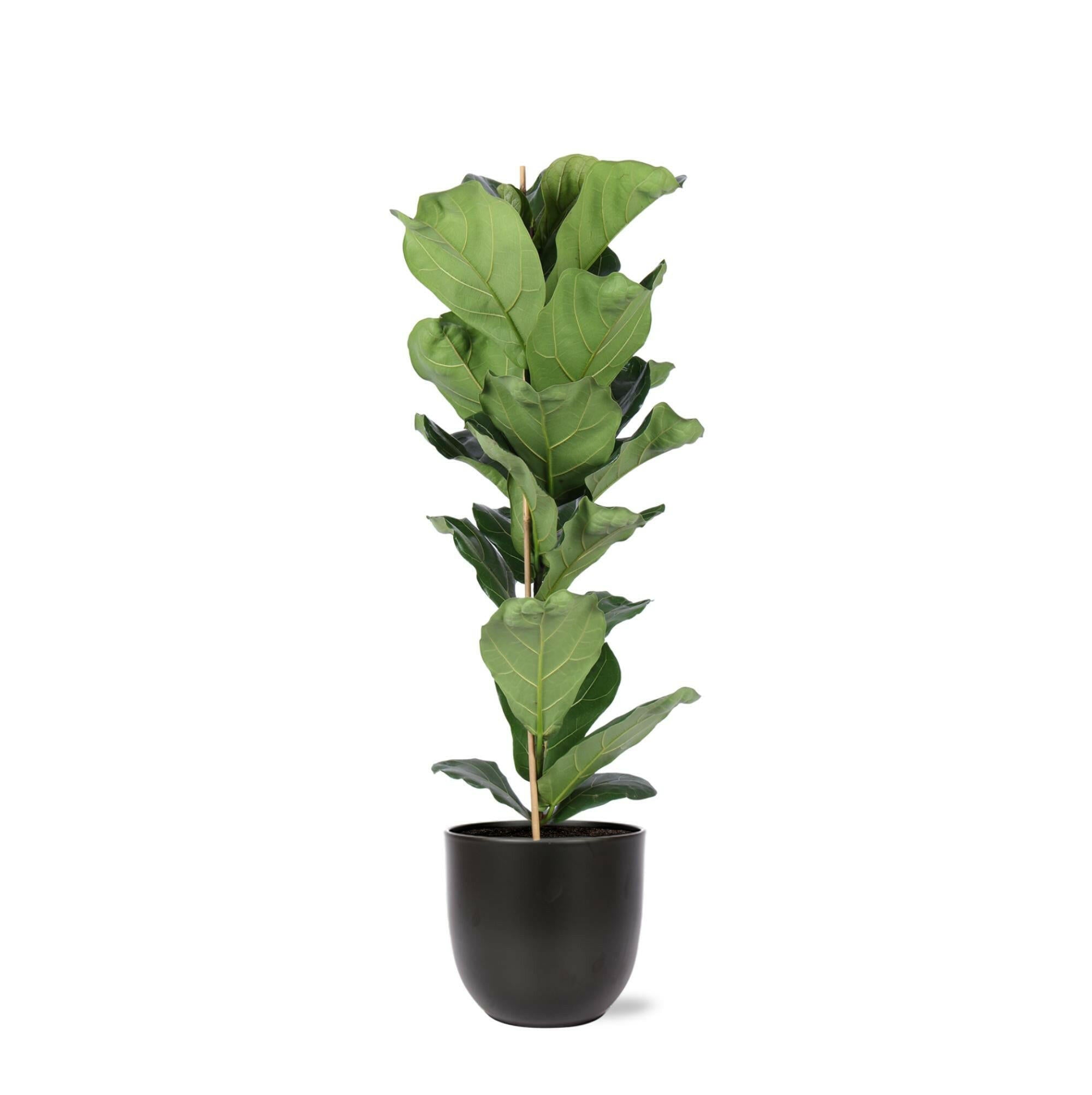 Ficus Lyrata in Antraciet BOULE Pot - Ø21cm - Hoogte 90cm | Sierplantenshop 