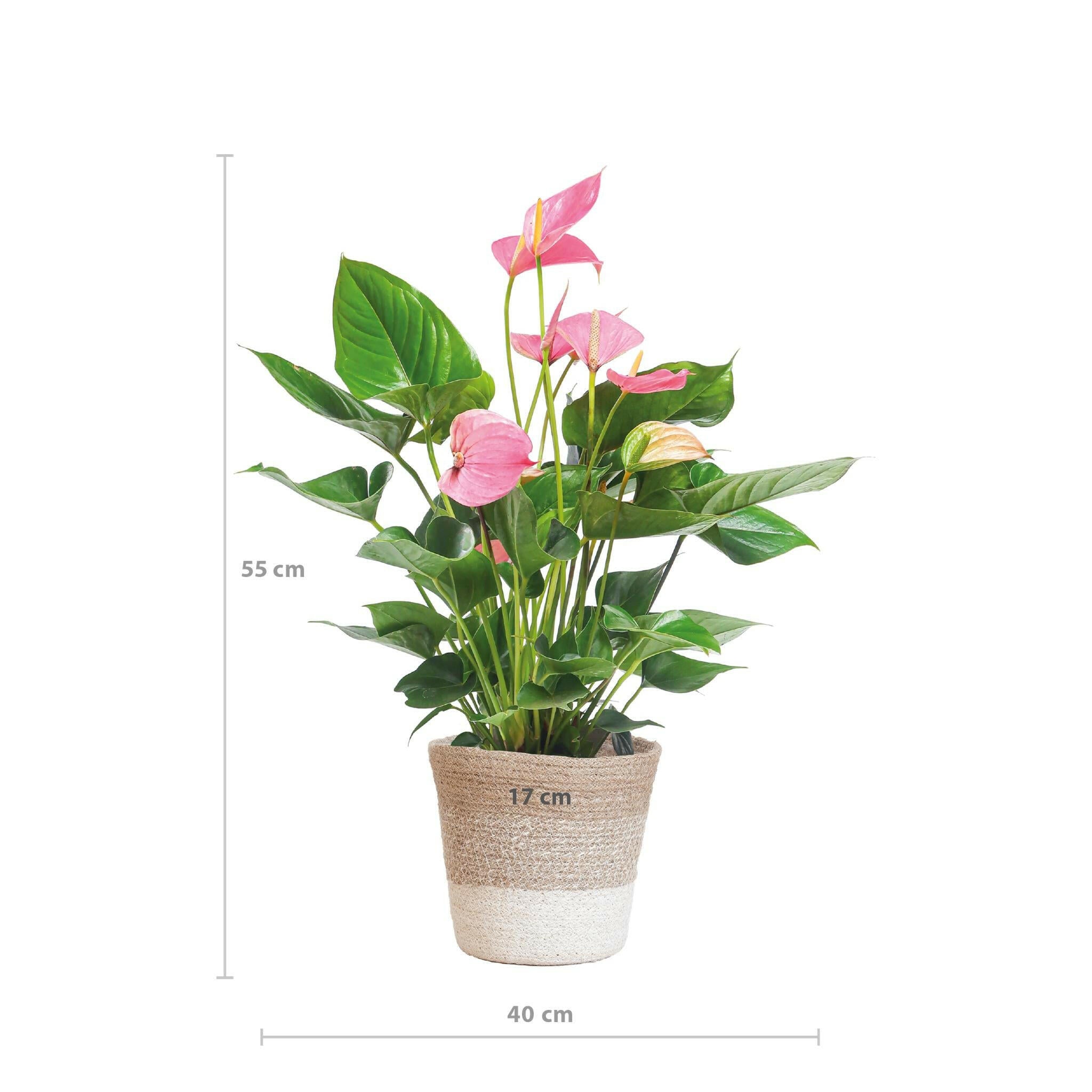 Anthurium Roze Explosie - Stijlvolle Kamerplant in Witte Mand - P17 Sierplantenshop .