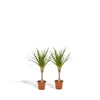 Set van 2 Dracaena Marginata Planten - Hoogte 60cm - Diameter 14cm | Sierplantenshop 