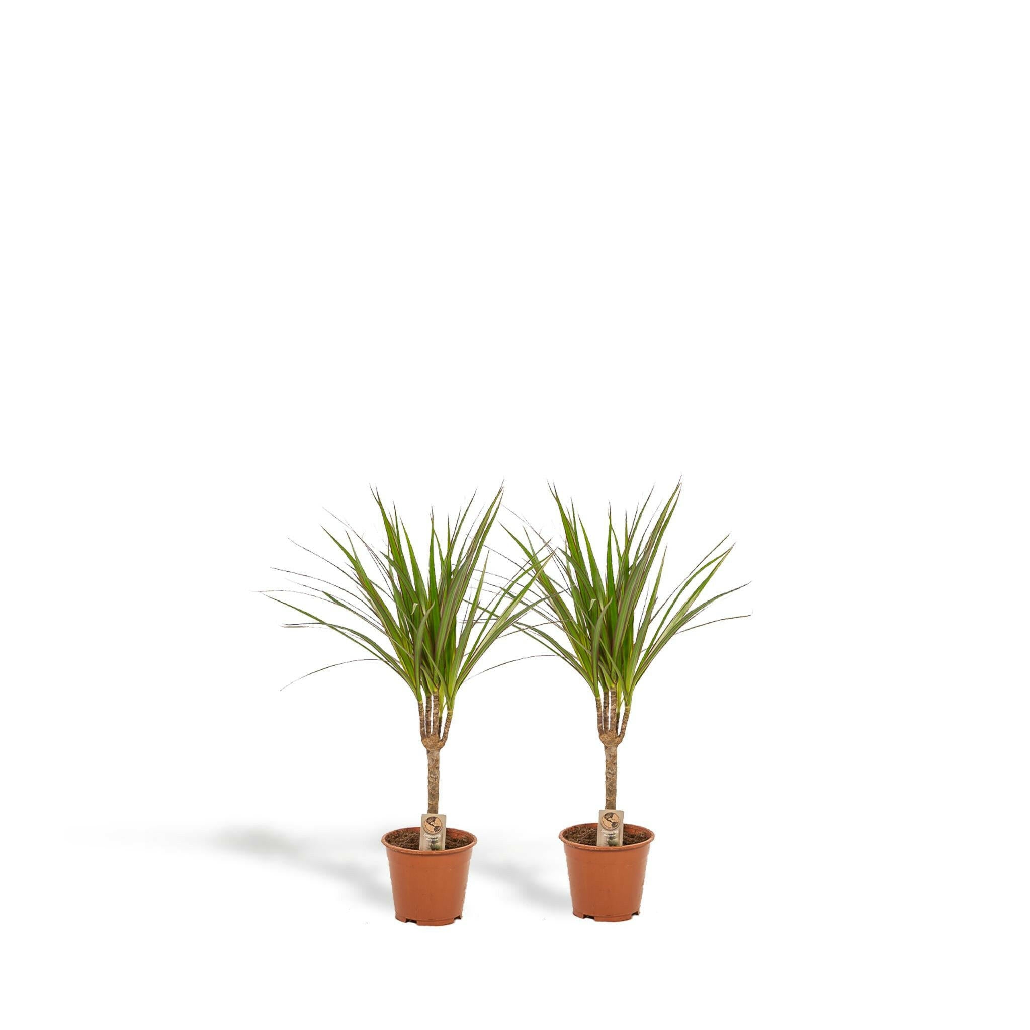 Set van 2 Dracaena Marginata Planten - Hoogte 60cm - Diameter 14cm | Sierplantenshop 