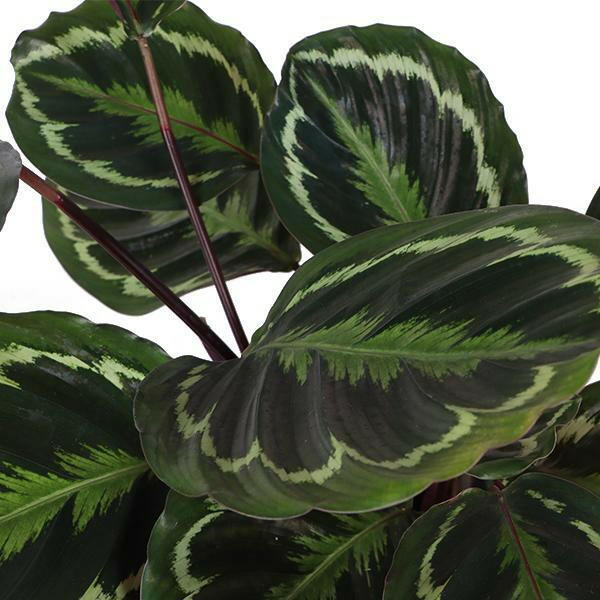 Calathea Medaillon met OLIJF Pot - Ø21cm, Hoogte 70cm Sierplantenshop .