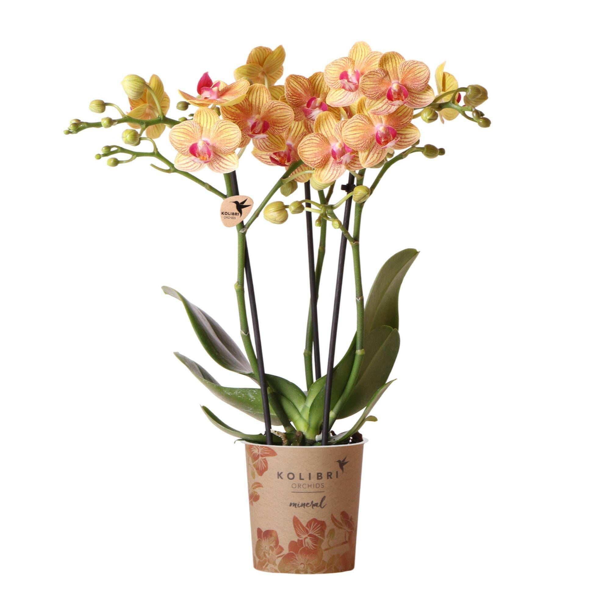 Oranje Phalaenopsis Orchidee Ø9cm -↕35cm   | Tropische Kamerplant uit Jamaica - Vers van de Kweker | Sierplantenshop 