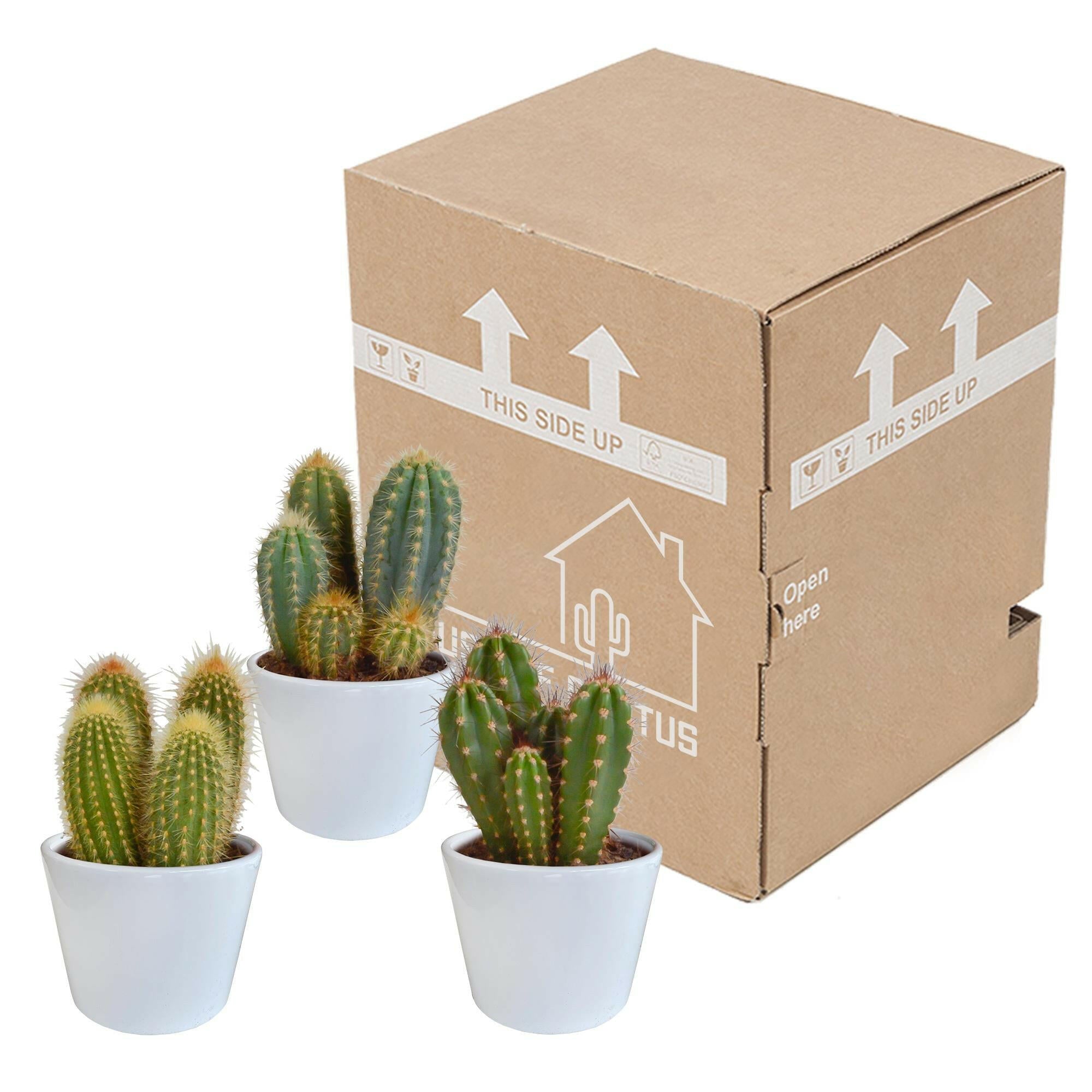 Cereus Plantenmix - Set van 3 in Witte Potten van 10,5 cm Sierplantenshop .