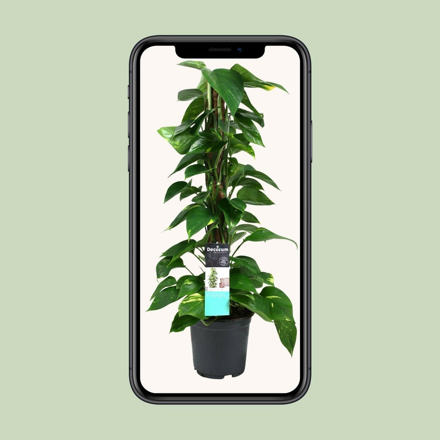 Scindapsus (Epipremnum) - Luchtzuiverende Sierplant - Ø19cm - Hoogte 80cm | Sierplantenshop 