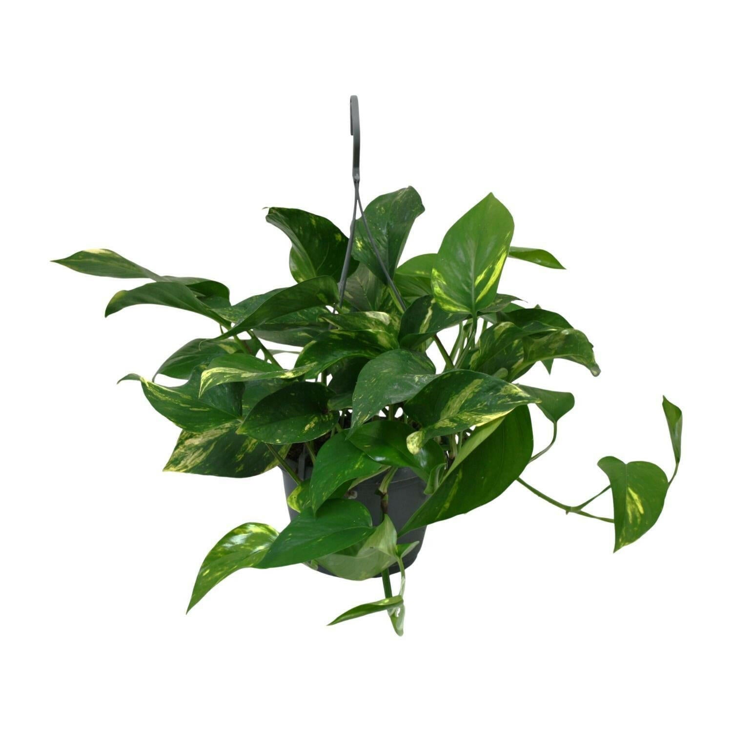 Sierplantenshop - Scindapsus Epipremnum - Groen Genot - Ø15cm - ↕45cm | Sierplantenshop 