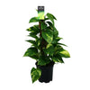 Scindapsus (Epipremnum) - Prachtige Sierplant voor Binnen - Ø15cm - Hoogte 50cm | Sierplantenshop 