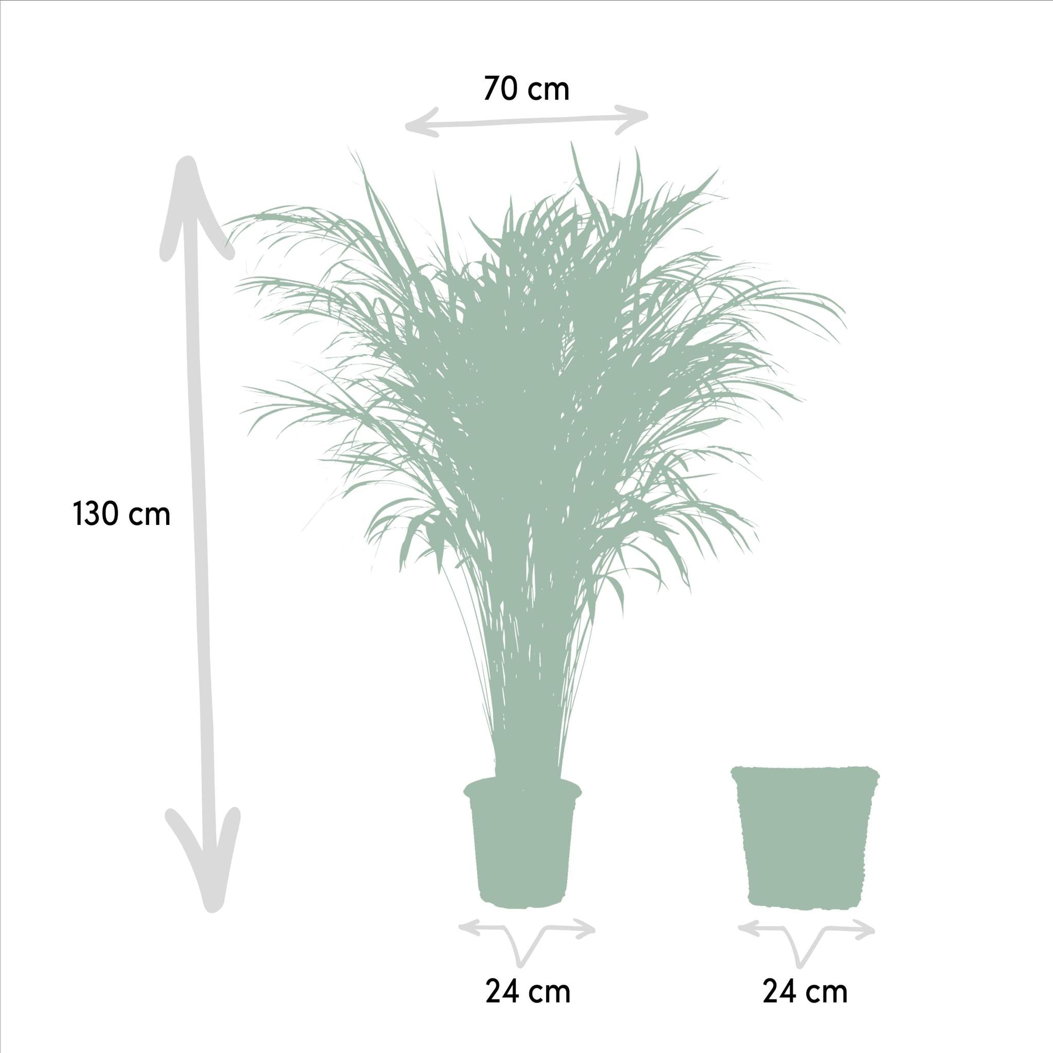 Areca palm Areca met mand - ↨130cm - Ø24cm