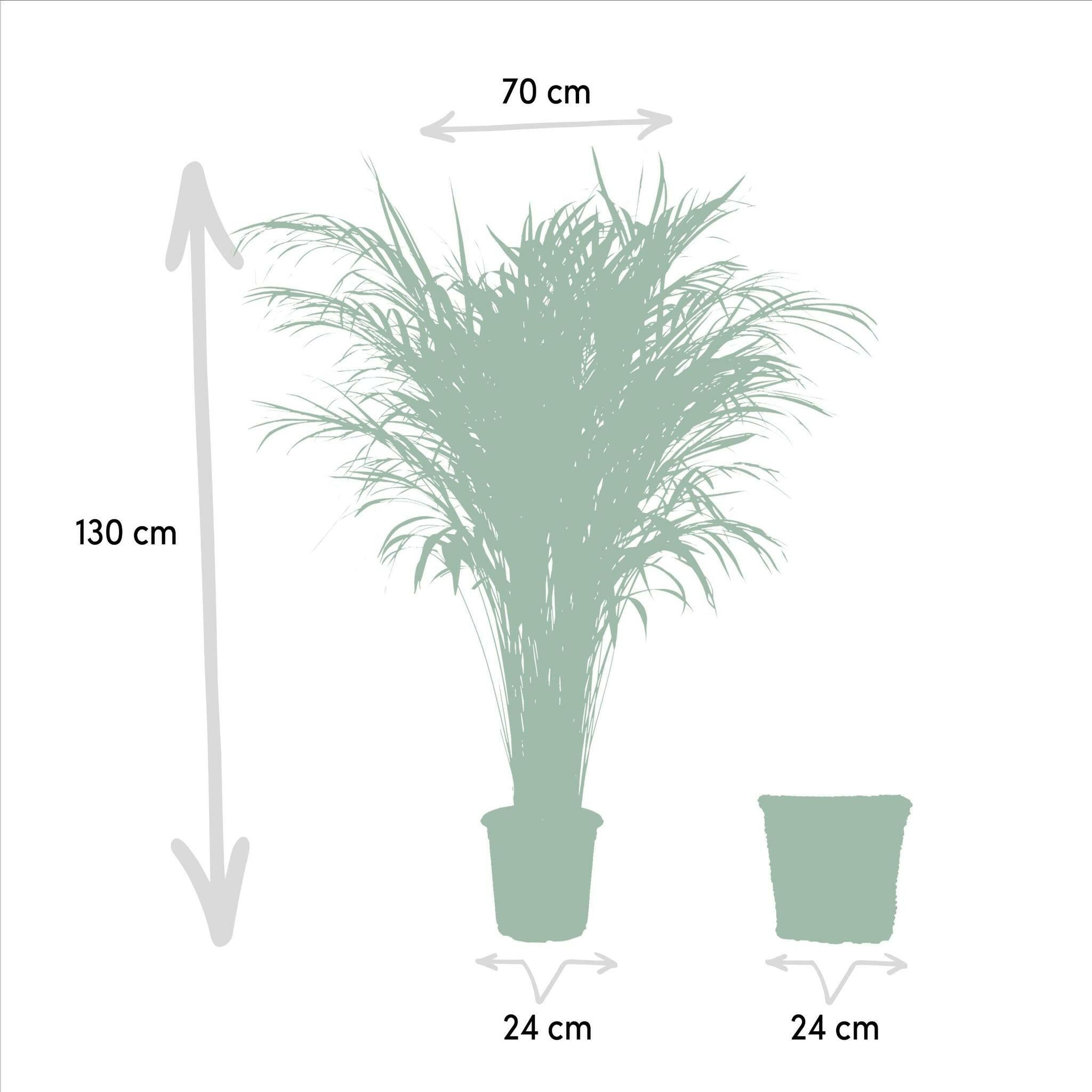 Tropische Areca Palm met Stijlvolle Mand - Hoogte 130 cm - Diameter 24 cm Sierplantenshop .