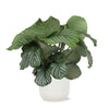 Calathea Orbifolia in Witte Vibes Pot - Ø21cm - Hoogte 70cm Sierplantenshop .