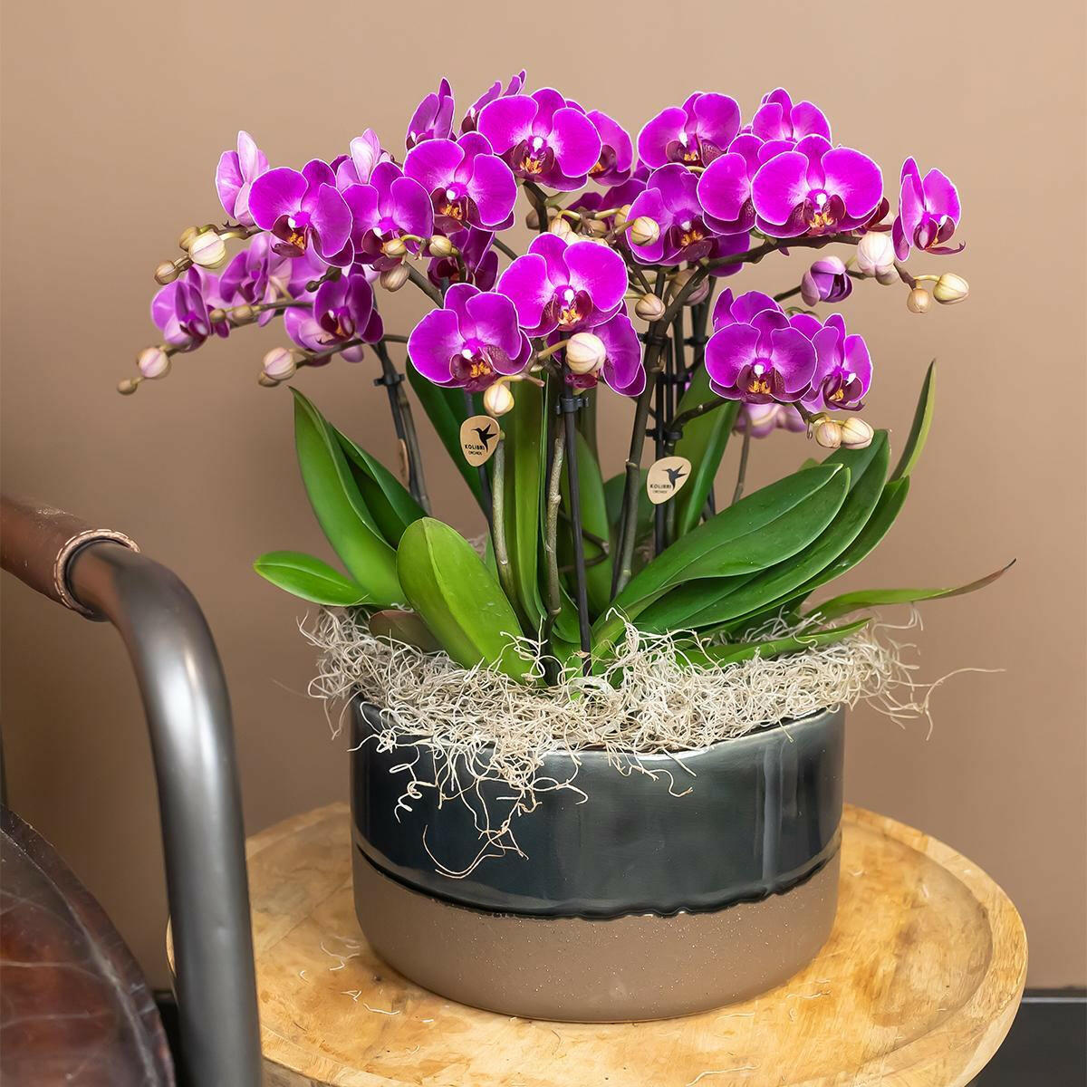 Paarse Phalaenopsis Orchidee - Morelia | Bloeiende Kamerplant in Potmaat Ø9cm -↕35cm - Vers van de Kweker | Sierplantenshop 