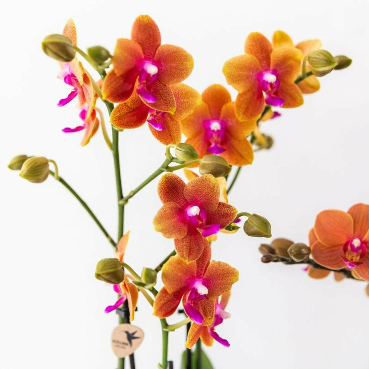 Phalaenopsis Geurige Oranje Orchideeën COMBI DEAL van 2 - Potmaat Ø9cm -↕35cm  Bloeiende Kamerplant Vers van de Kweker | Sierplantenshop 