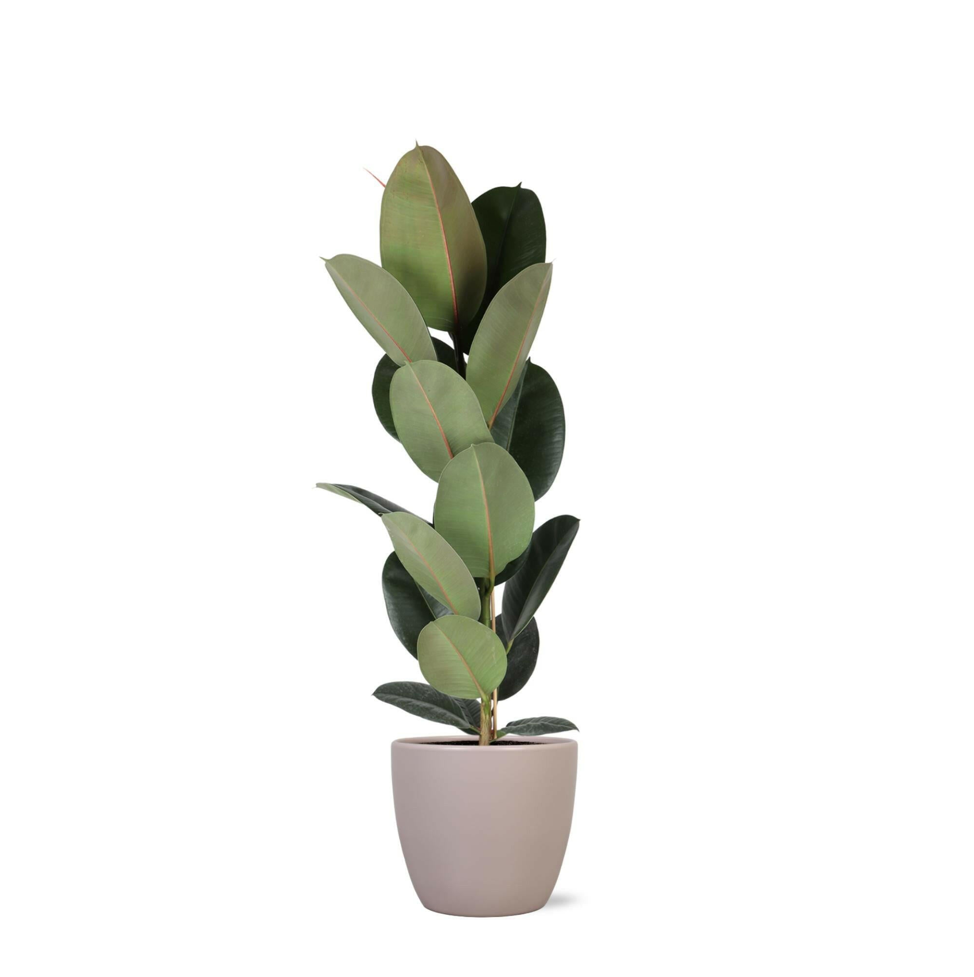 Ficus Elastica Robusta - Ø21cm - ↕90cm in Elegante TAUPE Pot Sierplantenshop .