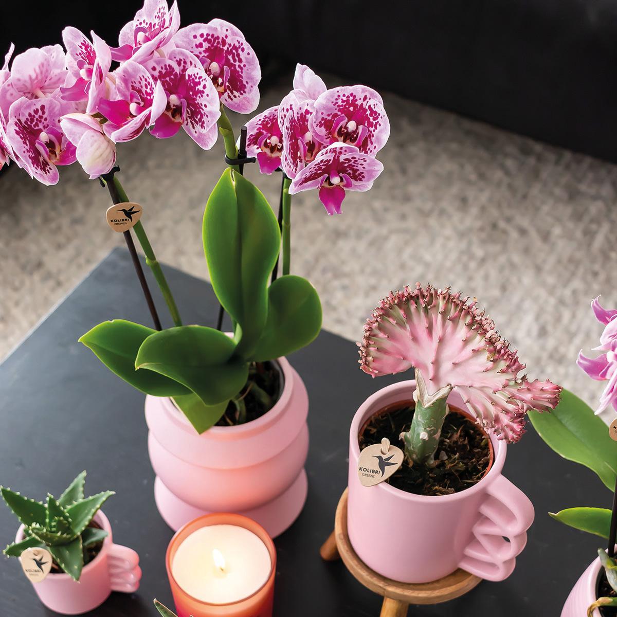 Roze paarse phalaenopsis orchidee - El Salvador - potmaat Ø9cm  COMBI DEAL van 2 roze paarse phalaenopsis orchideeën - El Salvador -