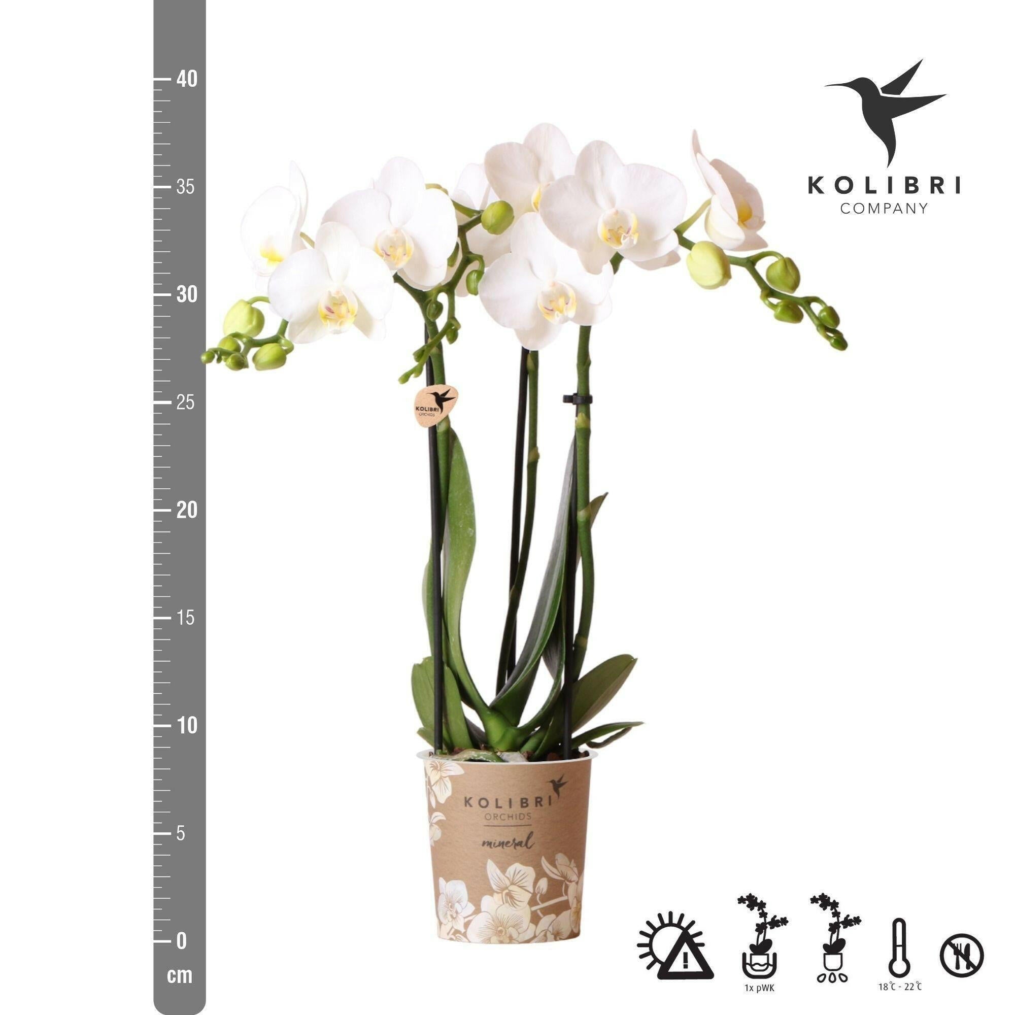 Prachtige Witte Phalaenopsis Orchidee - Amabilis -Ø9cm -↕35cm | Sierplantenshop 