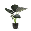 Alocasia Regal Shield in Antraciet Boule Pot - Ø21cm, Hoogte 100cm Sierplantenshop .