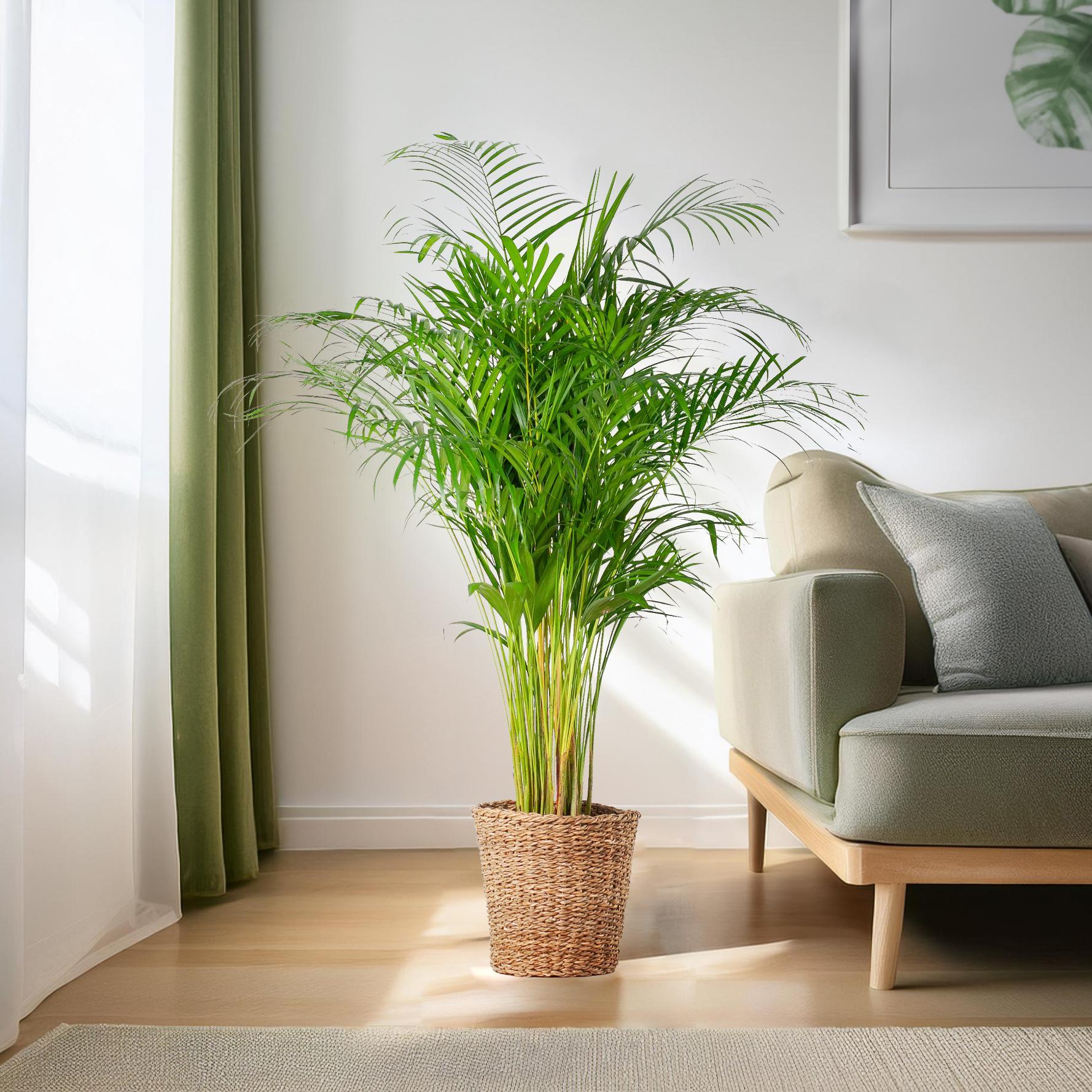 Areca Palm (dypsis) XL met mand Torun - 120cm - Ø24.