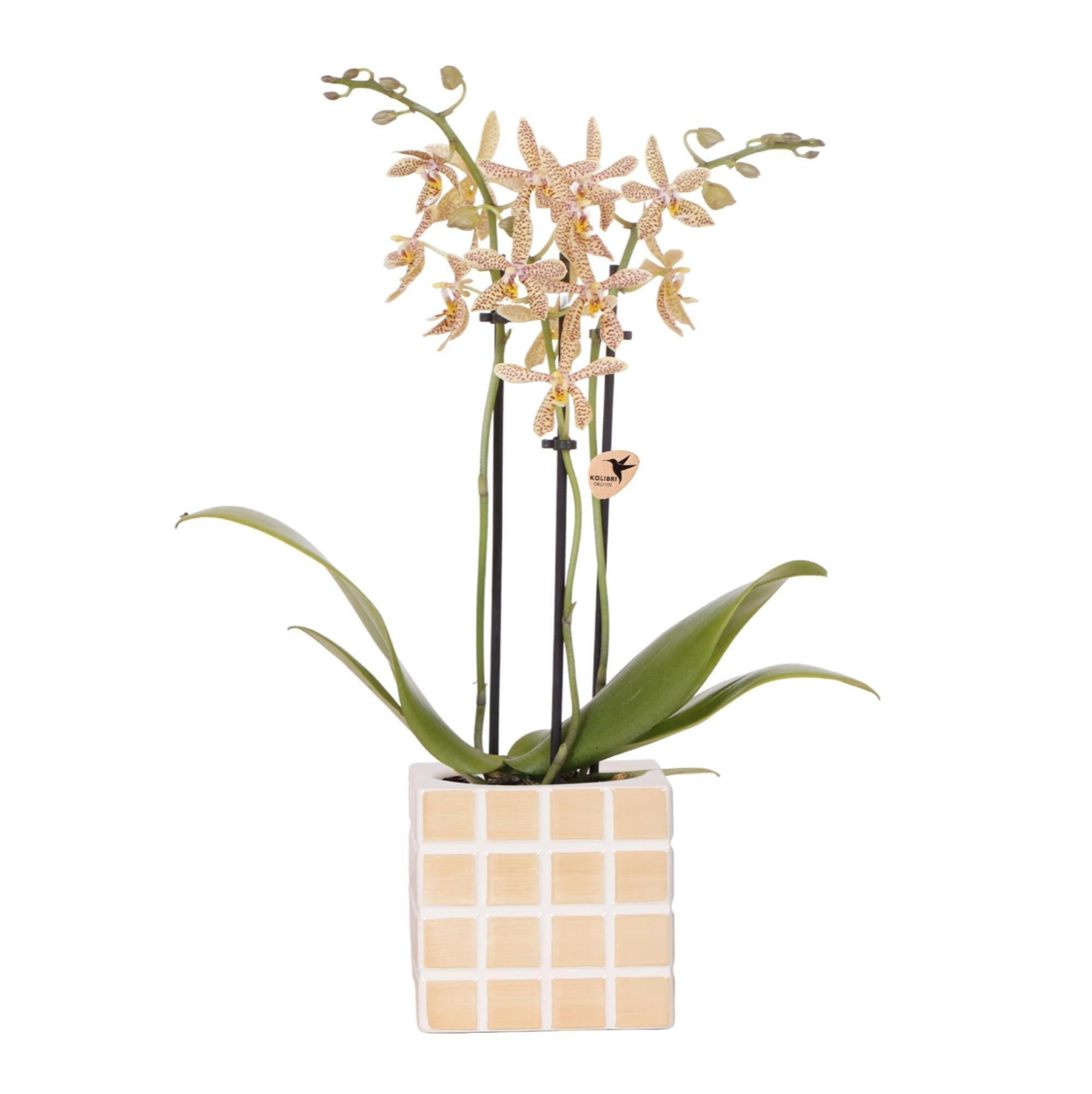 Oranje 'Spider' Orchidee in Mosa Sierpot Ø9cm | Bloeiende Kamerplant van Kolibri Orchids | Sierplantenshop 