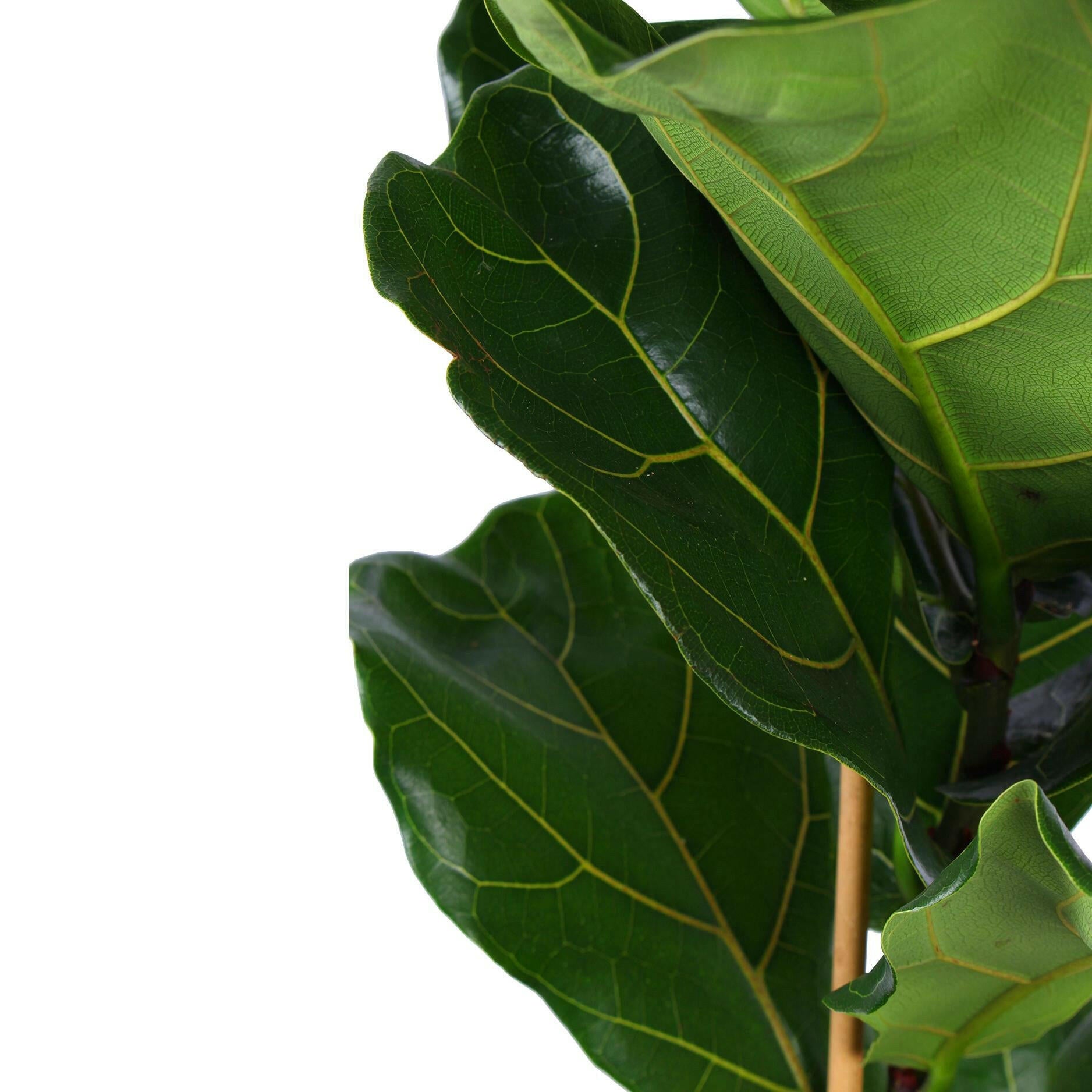 Ficus Lyrata in Elegante Witte Boule Pot - Ø21cm - ↕90cm | Sierplantenshop 