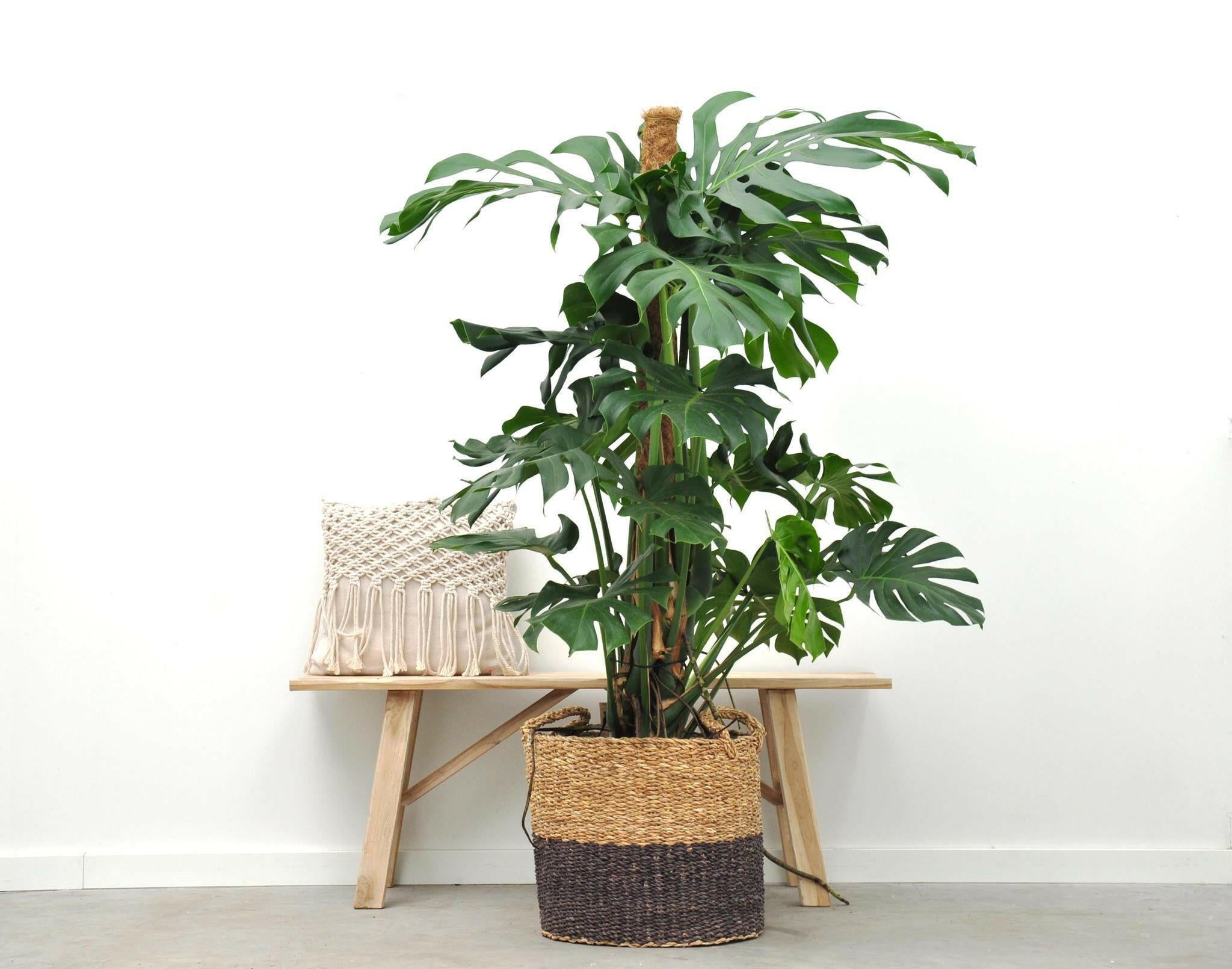 Indrukwekkende Monstera Deliciosa XXL - 150 cm Hoogte - Perfecte Kamerplant voor Elk Interieur Sierplantenshop .