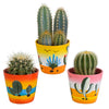 Sierplantenshop - Cactus mix 8.5 cm  - 3x - in Mexicaanse pot