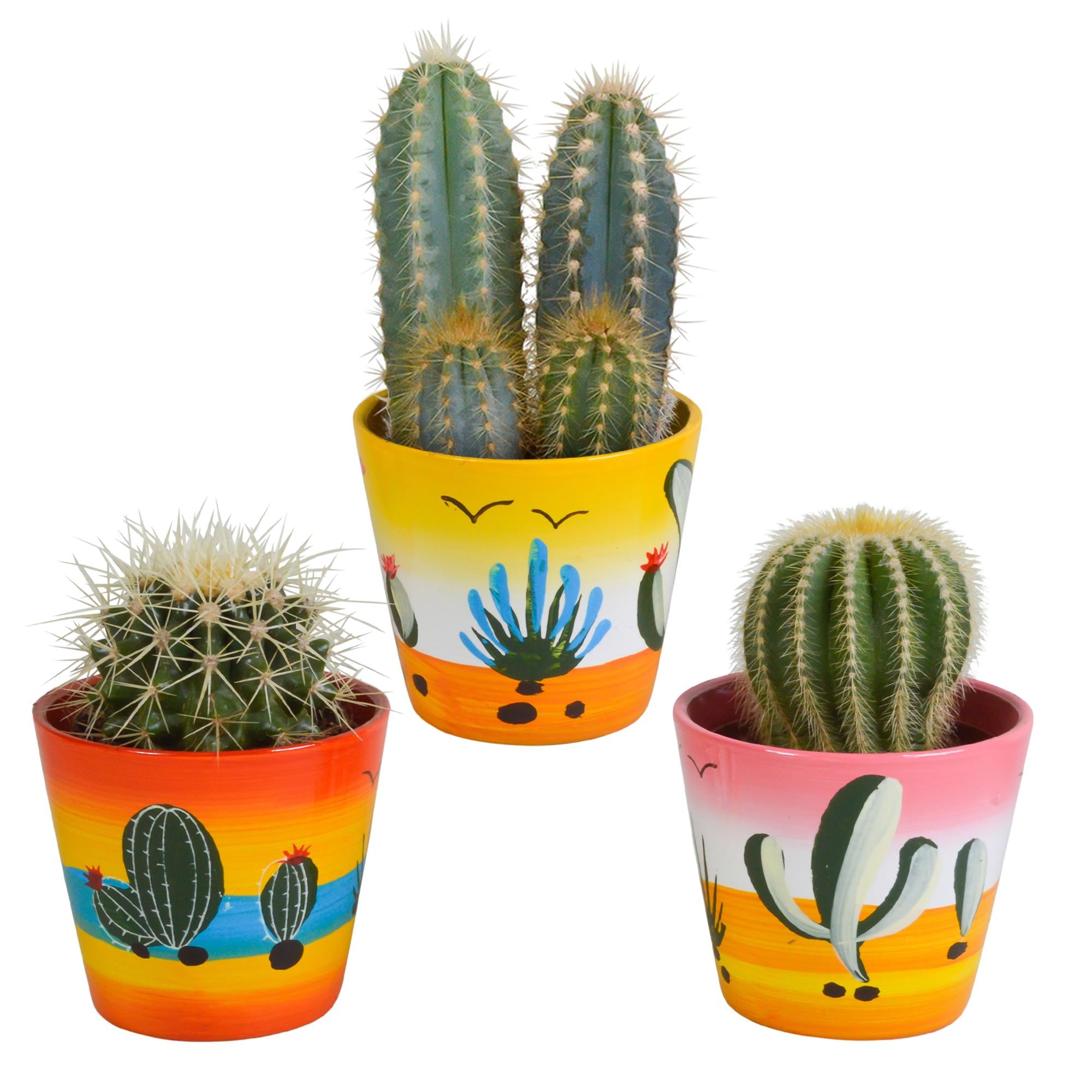 Sierplantenshop - Cactus mix 8.5 cm  - 3x - in Mexicaanse pot