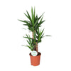 Tropische Yucca Plant - Ø21cm - Hoogte 90cm - Perfect voor Elk Interieur | Sierplantenshop 